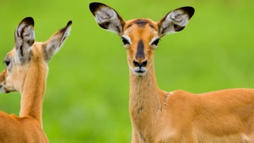 4 DAYS INTO THE WILD - SERENGETI AND NGORONGORO CRATER - Image - 7748