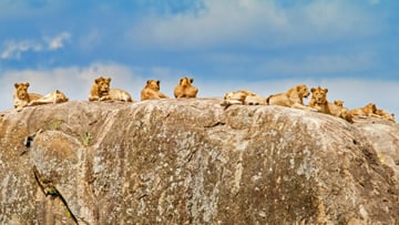 4 DAYS INTO THE WILD - SERENGETI AND NGORONGORO CRATER - Image - 7749