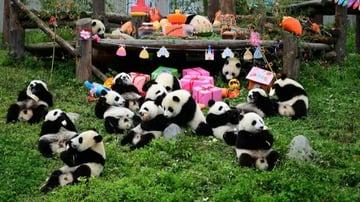 [NO SHOP] TRÙNG KHÁNH - NGẮM HOA ANH ĐÀO - CÔNG VIÊN GẤU TRÚC - HỒNG NHAI ĐỘNG - CỔ TRẤN TỪ KHÍ KHẨU - Image - 7144