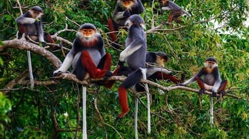 Marble Mountains - Monkey Mountain – Am Phu Cave Morning Tour - Image - 12205