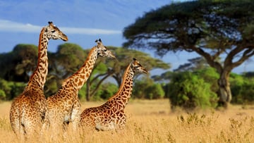 9 Days Tanzania Safari and Zanzibar Beach Escape - Image - 9547