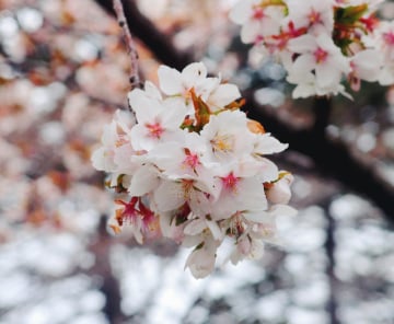 HOKKAIDO – CHITOSE – SAPPORO - NOBORIBETSU 6 DAYS 5 NIGHTS - Image - 260