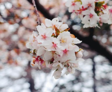 HOKKAIDO – CHITOSE – SAPPORO - NOBORIBETSU 6 DAYS 5 NIGHTS - Image - 260