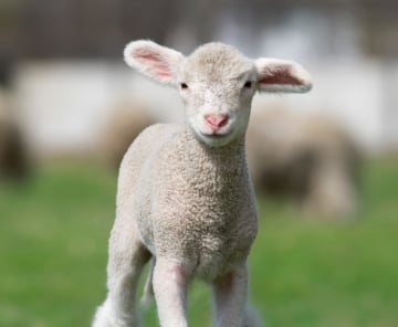 NARITA – TOKYO – YAMANASHI – FUJI – YOKOHAMA  ⏰ 5 DAYS 4 NIGHTS - Image - 270