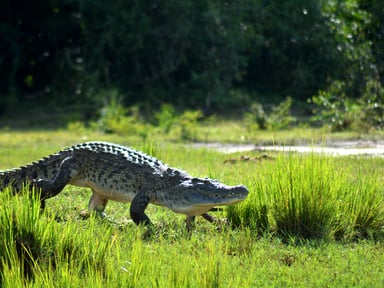 Ultimate 8-Day Uganda Safari: Gorillas, Chimps, Rhinos & Nile River Adventures - Image - 3674