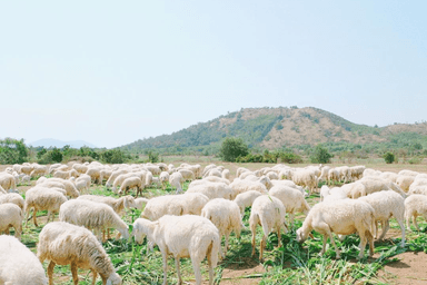 Vung Tau 3 Days 2 Nights - Image - 107