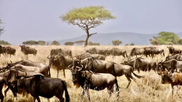 4 DAYS SERENGETI AND NGORONGORO CRATER . (WITH AN EXTRA FULL DAY AT SERENGETI N.P) - Image - 10773