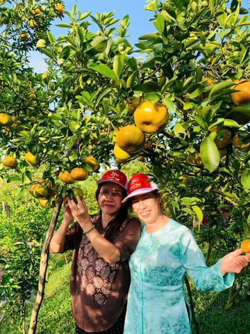 TOUR LÀNG HOA SA ĐÉC - QUÝT HỒNG LAI VUNG 1 NGÀY - Image - 4268