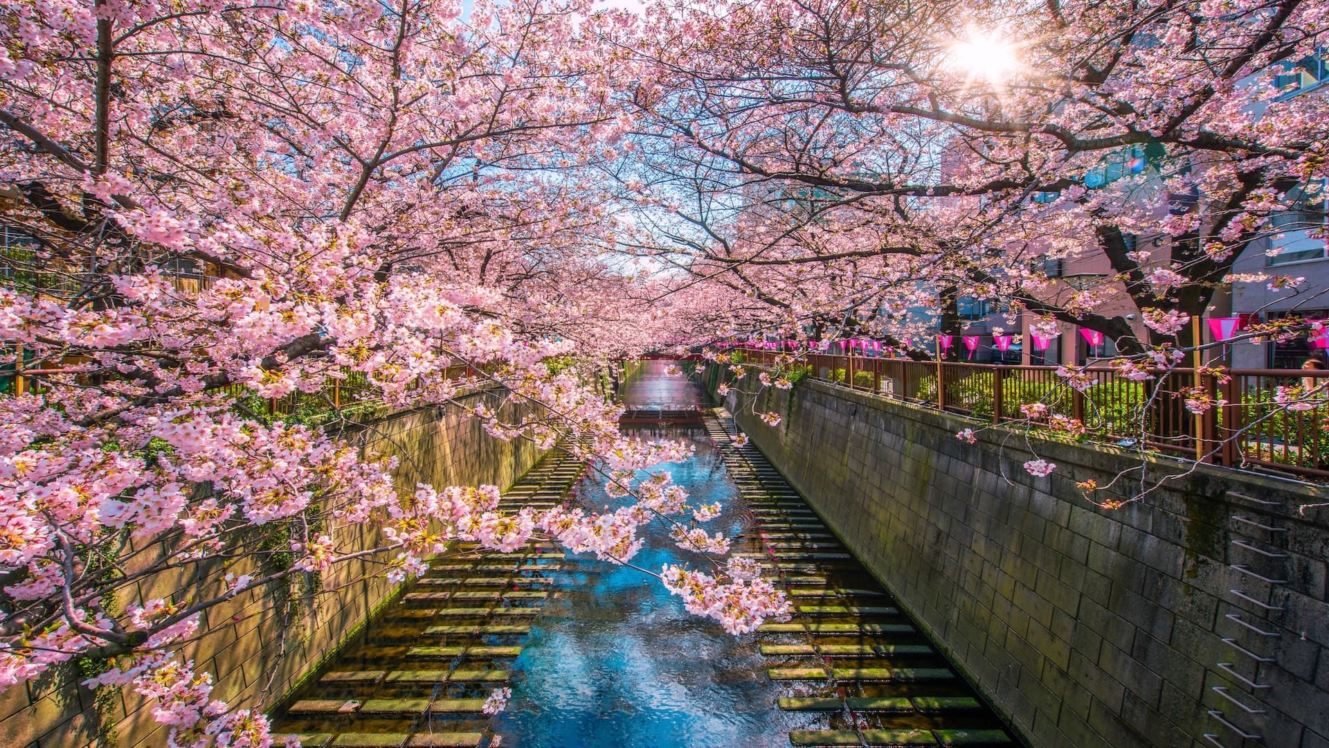 Lập Kế Hoạch Du Lịch Nhật Bản Theo Mùa: Khám Phá Vẻ Đẹp Bốn Mùa Xứ Phù Tang