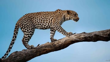 8 Days Ndutu Calving Season Serengeti Migration Tanzania Safari - Image - 9619