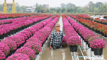 ĐỒNG THÁP - LÀNH HOA SA ĐÉC - VƯỜN QUÝT HỒNG - Image - 7467