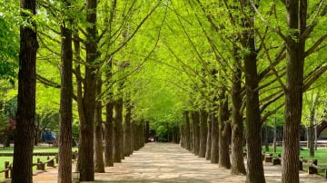 6D MONO KOREA + POCHEON ART VALLEY - Image - 8309