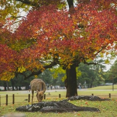 CUNG ĐƯỜNG VÀNG NHẬT BẢN 2025 SẮC THU LÃNG MẠN: NARA – OSAKA – KYOTO – NAGOYA – PHÚ SĨ – TOKYO (NO SHOP) - Image - 1661