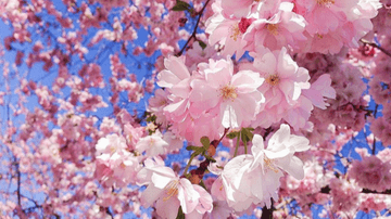 CUNG ĐƯỜNG VÀNG 2026 - RỰC RỠ SẮC HOA ANH ĐÀO KOBE – OSAKA – KYOTO – PHÚ SĨ – TOKYO (NO SHOPPING) - Image - 7449