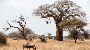 Midrange Tanzania Big Five Safari & Zanzibar Escape - Image - 2604