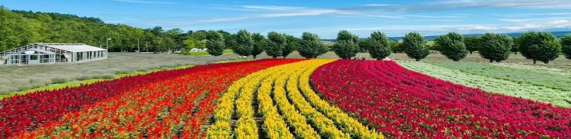 8D 7N/6N COLOURFUL HOKKAIDO