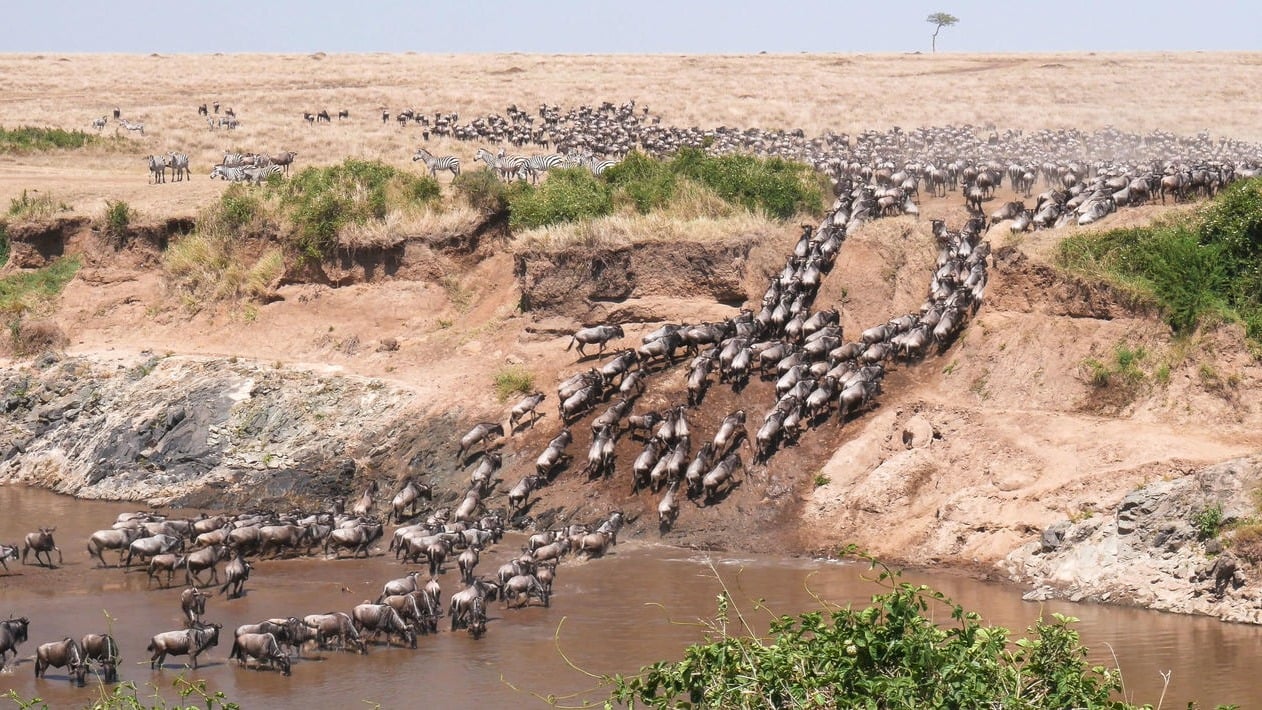 5 DAYS SERENGETI GREAT MIGRATION