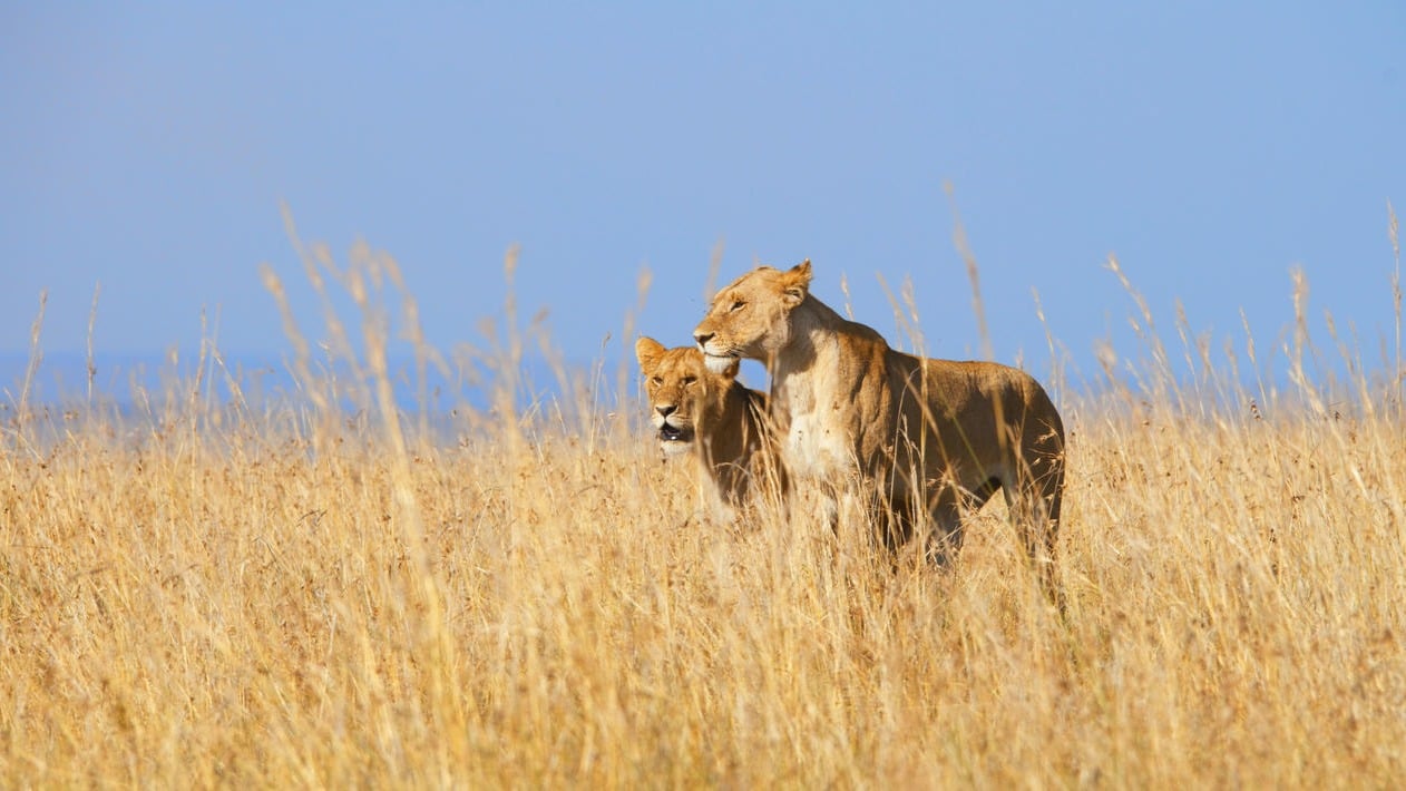 6 DAYS NAIROBI, LAKE NAIVASHA, NAKURU AND MAASAI MARA