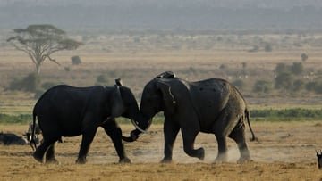 11 Days Romantic Kenya Safari & Diani Beach Getaway - Image - 9608