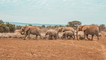 12 DAYS TANZANIA WILDLIFE TO ZANZIBAR BEACH ESCAPE - Image - 7634