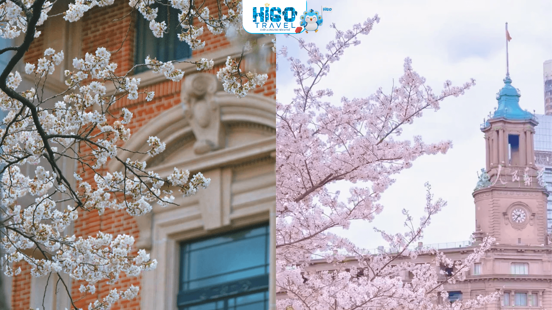 THƯỢNG HẢI – TÔ CHÂU - HÀNG CHÂU - Ô TRẤN HOA ANH ĐÀO (OPTION DISNEYLAND) CÓ SHOPPING