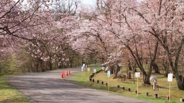 HOKKAIDO ASAHIKAWA – SAPPORO – OTARU – NOBORIBETSU 7N6Đ - Image - 10397