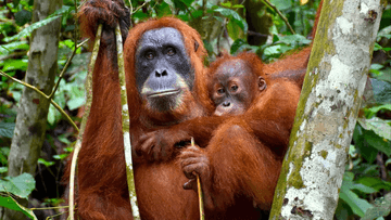 3D2N BUKIT LAWANG - Image - 10342