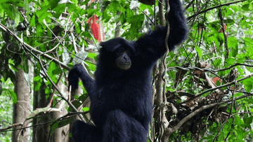 3D2N BUKIT LAWANG - Image - 10362