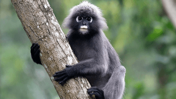 3D2N BUKIT LAWANG - Image - 10359