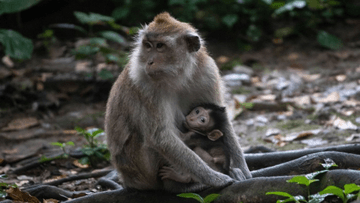 3D2N BUKIT LAWANG - Image - 10358