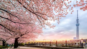 CUNG ĐƯỜNG VÀNG 2026 - RỰC RỠ SẮC HOA ANH ĐÀO NARA – OSAKA – KYOTO – PHÚ SĨ – TOKYO - Image - 7452