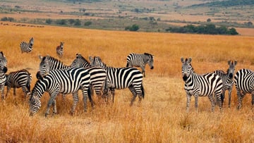 6 Days Amboseli & Maasai Mara Explorer - Image - 9569