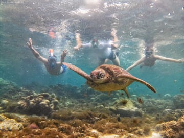 Dumaguete : Apo Island sea turtle encounter tour - Image - 1060