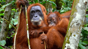 6D5N MEDAN-BUKIT LAWANG-LAKE TOBA TOUR - Image - 7419