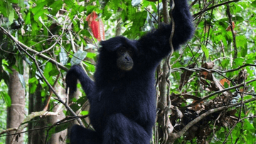 6D5N MEDAN-BUKIT LAWANG-LAKE TOBA TOUR - Image - 7420