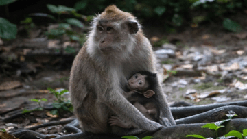 7D6N MEDAN-BUKIT LAWANG-LAKE TOBA TOUR - Image - 7491