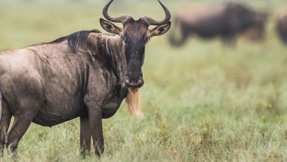 6 Days Amboseli & Maasai Mara Explorer