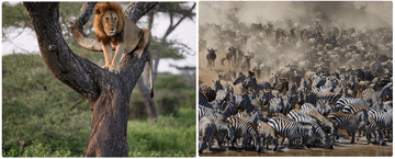 6 Days Ndutu Calving Season Serengeti Migration Tanzania Safari - Image - 3437