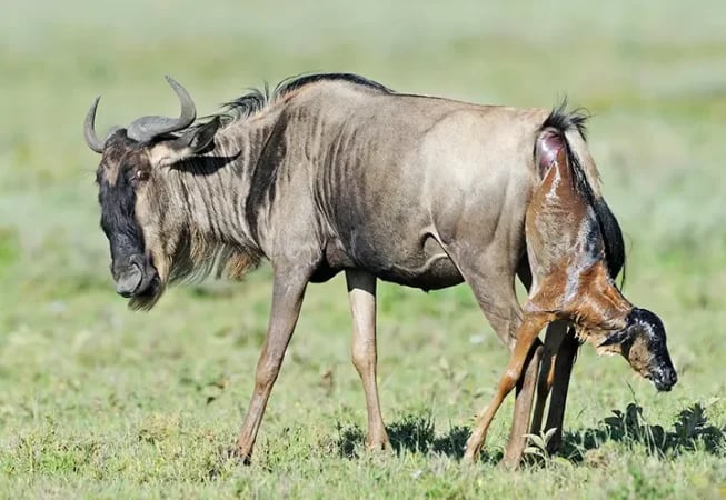 6 Days Ndutu Calving Season Serengeti Migration Tanzania Safari