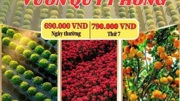 ĐỒNG THÁP - LÀNH HOA SA ĐÉC - VƯỜN QUÝT HỒNG - Image - 7465