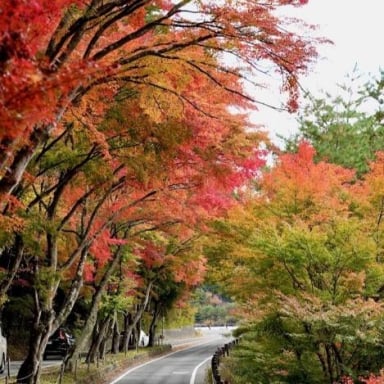 CUNG ĐƯỜNG VÀNG NHẬT BẢN 2025 SẮC THU LÃNG MẠN: NARA – OSAKA – KYOTO – NAGOYA – PHÚ SĨ – TOKYO (NO SHOP) - Image - 1667