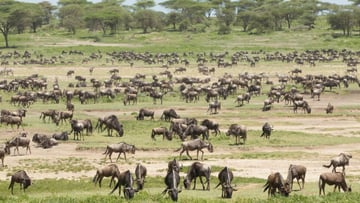 6 Days Amboseli & Maasai Mara Explorer - Image - 9572