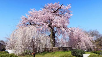 CUNG ĐƯỜNG VÀNG 2026 - RỰC RỠ SẮC HOA ANH ĐÀO NARA – OSAKA – KYOTO – PHÚ SĨ – TOKYO - Image - 7454