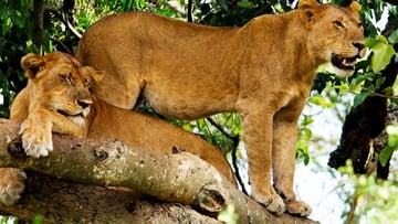 8-Day Uganda Wildlife Adventure Safari with Gorillas - Image - 7920