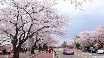 Tour Hàn Quốc 5N4Đ: Từ Hà Nội - Seoul - Nami - Everland - Ngắm Hoa Anh Đào Công Viên Yeouido, Bay Vietnam Airlines + KS 4* - Image - 5448