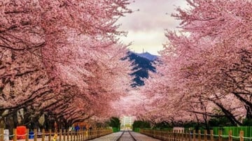 Tour Hàn Quốc 5N4Đ: Từ Hà Nội - Seoul - Nami - Everland - Ngắm Hoa Anh Đào Công Viên Yeouido, Bay Vietnam Airlines + KS 4* - Image - 5445