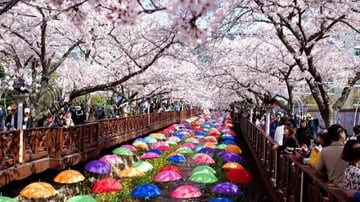 Tour Hàn Quốc 5N4Đ: Từ Hà Nội - Seoul - Nami - Everland - Ngắm Hoa Anh Đào Công Viên Yeouido, Bay Vietnam Airlines + KS 4* - Image - 5449