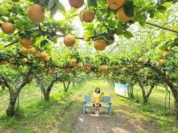 ĐẮM CHÌM SẮC THU XỨ KIM CHI: BUSAN - SEOUL - NAMI 6N5Đ - Image - 1482