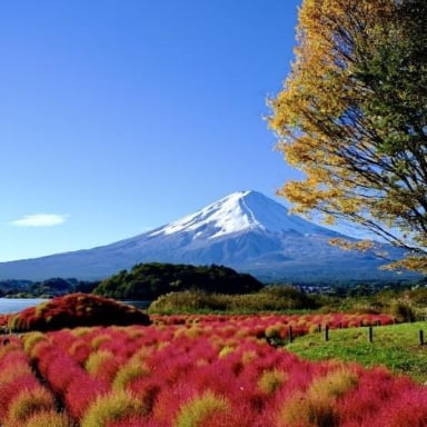 CUNG ĐƯỜNG VÀNG NHẬT BẢN 2025 SẮC THU LÃNG MẠN: NARA – OSAKA – KYOTO – NAGOYA – PHÚ SĨ – TOKYO (NO SHOP) - Image - 1668