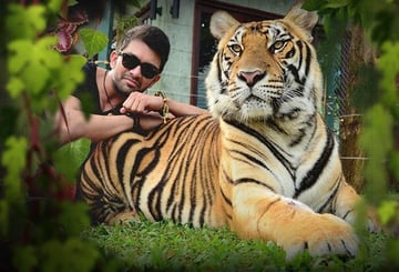 Tiger Kingdom Phuket - Medium Tiger - Image - 1940